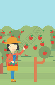 摘口罩一名在果园摘苹果的女性农民插画