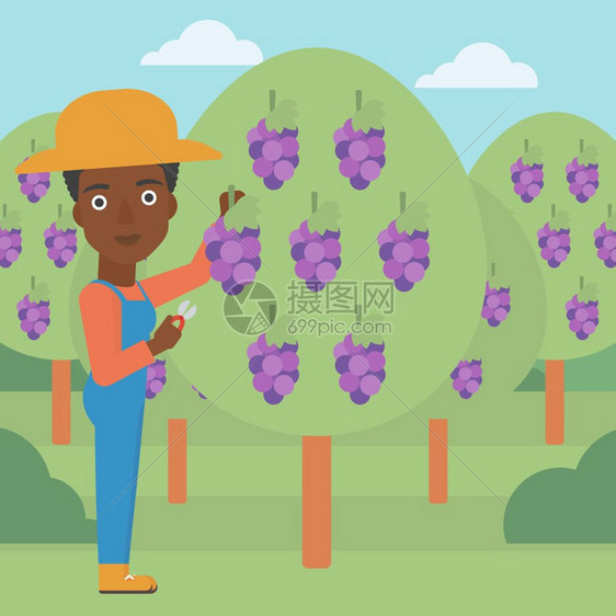 在果园摘葡萄的非裔农民图片