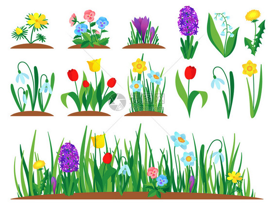 春天花园郁金香植物和园林草本绿花矢量插图图片