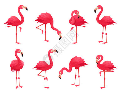 粉红火烈鸟卡通矢量插图图片