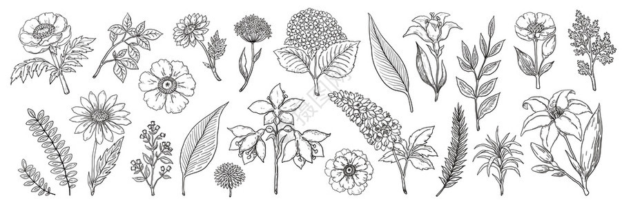 黑白矢量树叶和花束背景图片