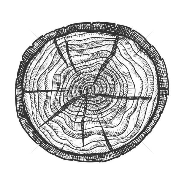 手绘素描风格树木截面元素插图