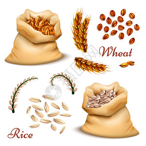 谷物燕麦手绘农业谷物矢量设计素材插画
