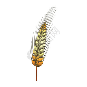 大象耳朵特写插画