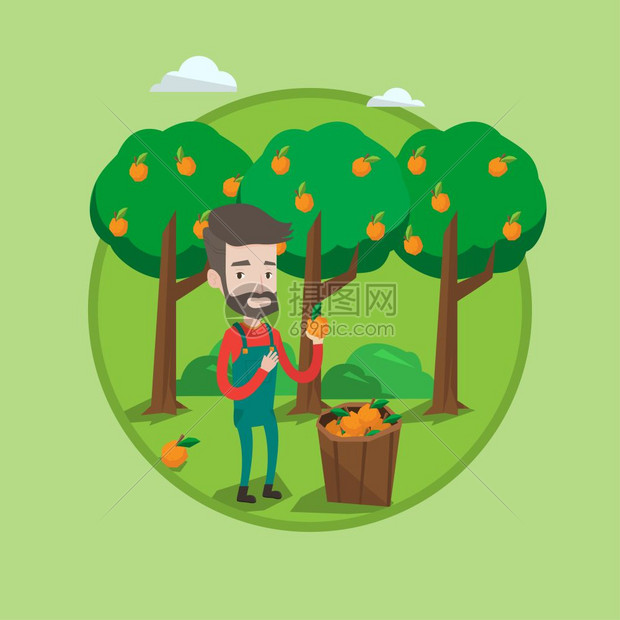 男人在橘子树下采摘橘子卡通矢量插画
