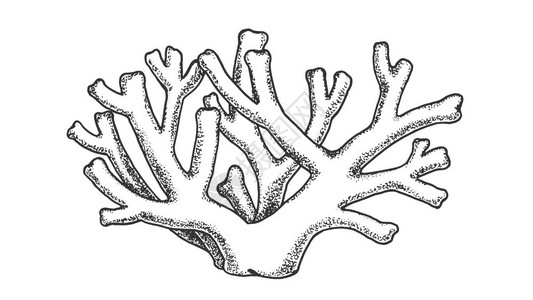 手绘素描珊瑚礁卡通矢量插画图片