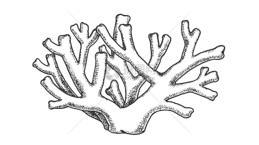 手绘素描珊瑚礁卡通矢量插画