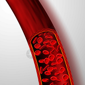 血浆孤立矢量图中含有红血细胞的人体管浆孤立矢量图中含有大红血细胞的脉管系统流动液人类心管微生物带有红血细胞的人体管浆孤立矢量图中图片