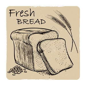 新鲜面包谷物和小麦耳朵的草图矢量说明新鲜面包谷物和小麦耳朵的草图图片