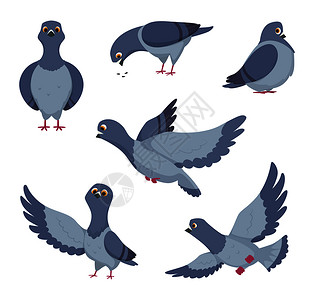 头像一群可笑的鸽子鸟插图矢量鸽子自由绘画收藏可笑的鸽子漫画集插画
