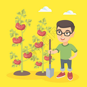 男孩在花园里种植番茄矢量插画图片