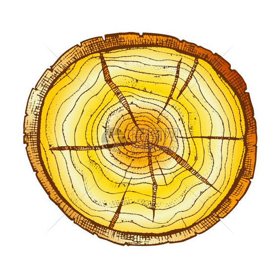 木桩横截面年轮元素插图图片
