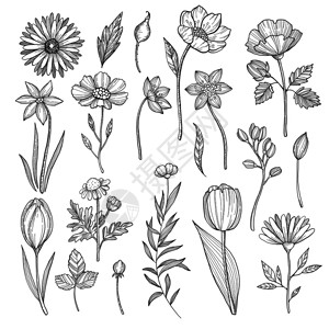 黑白手绘天然花和植物矢量图片图片