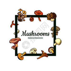 带飞手绘制蘑菇的矢量框架周围有放文字插图的地方菜单文本框架矢量手工绘制蘑菇图片
