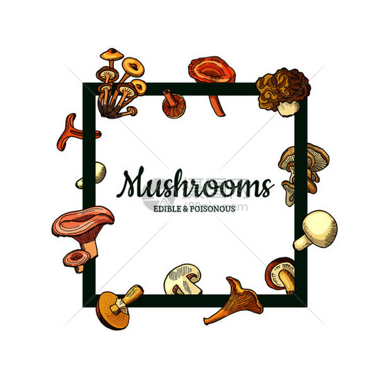 带飞手绘制蘑菇的矢量框架周围有放文字插图的地方菜单文本框架矢量手工绘制蘑菇图片