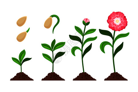身材粉红色花朵生长和繁荣过程图标矢量说明粉红色花生长过程图标插画