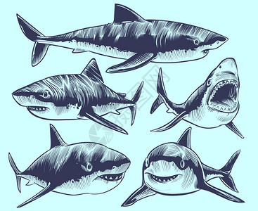 鲨鱼张嘴游泳水下动物病媒纹身收集鲨鱼动物危险的海洋捕食者草图鲨鱼水下动物病媒纹身收集图片