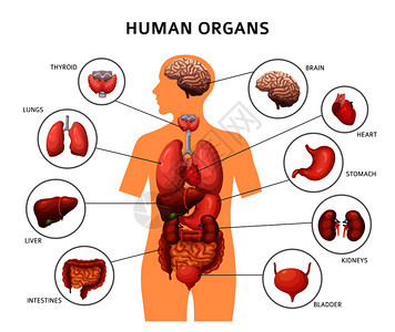 人体肝脏和大脑及内器官图片