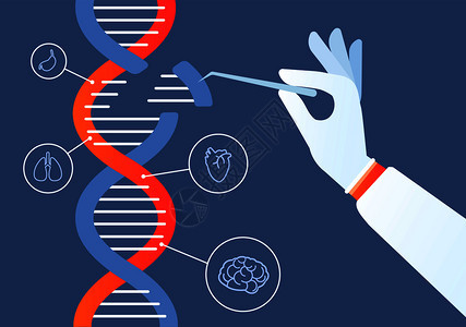 dna工程crispa9基因突变编码修改人类生物化学和染色体研究矢量概念基因工程说明突变编码遗传基因组crispa9图片