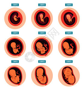 胚胎发育阶段卵孕期矢量血管图胚胎怀孕说明医学发育阶段怀孕卵胎发育背景图片