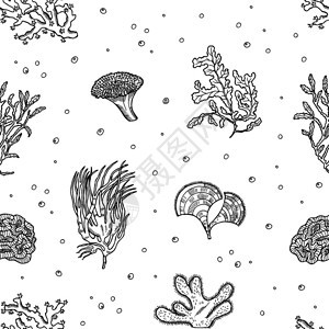 黑白手绘海藻元素图案背景图片