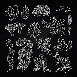 黑白手绘海藻元素图案背景图片