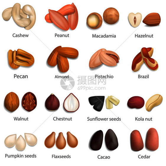 配有签名称模拟装置的坚果类型16种坚果类型配有签名称网络模型的16种坚果类型配有签名称模拟装置现实风格图片