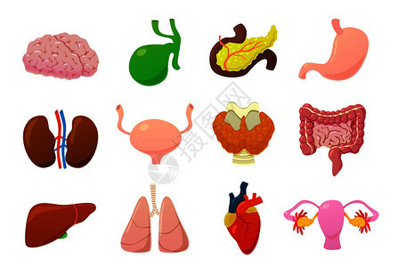 人体大脑膀胱和胃器官肾肠肝肺心脏胰腺等卡通病媒解剖图示内脏器官脑膀胱和胃心脏胰腺等卡通矢量背景图片