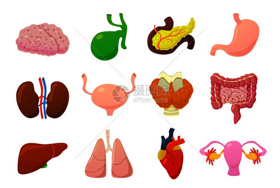 人体大脑膀胱和胃器官肾肠肝肺心脏胰腺等卡通病媒解剖图示内脏器官脑膀胱和胃心脏胰腺等卡通矢量图片