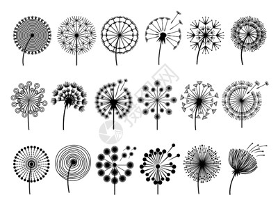 蒲公英花朵装饰矢量植物插图图片