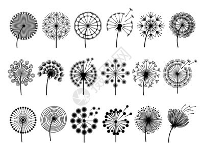 蒲公英花朵装饰矢量植物插图图片