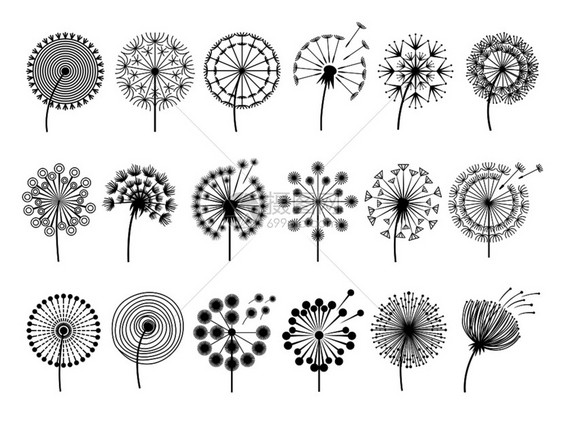 蒲公英花朵装饰矢量植物插图图片