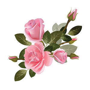 粉红色玫瑰花插图图片