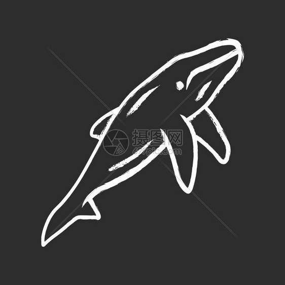 手绘海洋生物鲸鱼图片