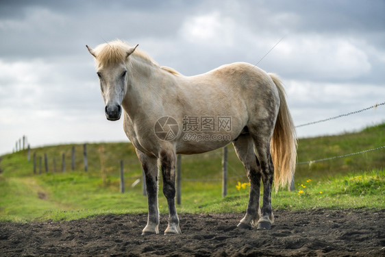 一匹白马站在草地上图片
