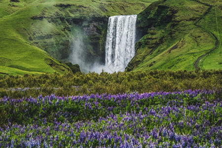 冰岛的花海与瀑布图片