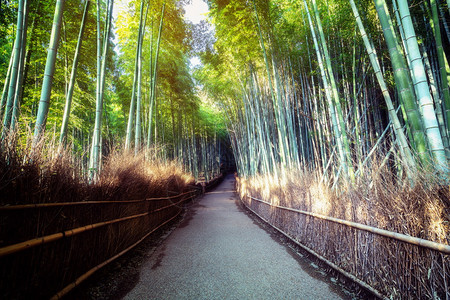 日本京都有名的亚拉什山竹林图片