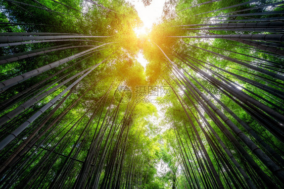日本京都有名的竹林观光景点区图片