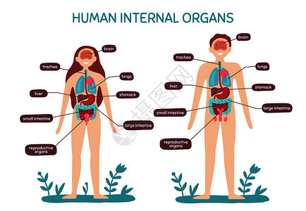 男女内脏人类生理图图片