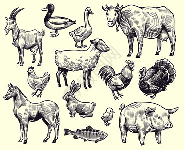 山羊鸭和马牛猪公鸡兔子火鱼孤立的鹅形草图矢量手工绘制的农畜和鸟类兔子公鸡鹅矢量图片