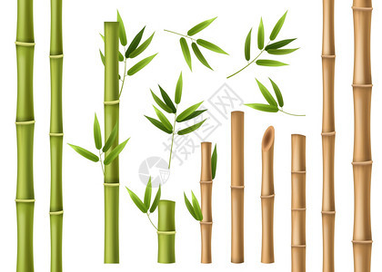 3d矢量竹子元素图片