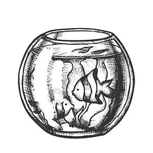 简笔画黑白带有装饰鱼单色矢量的水族馆带有海草的家庭水族馆或鱼卵