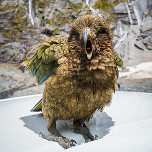 新西兰岩石地上的kea鸟图片