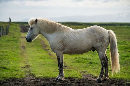 草地上的白马图片