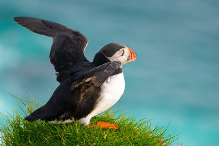 北冰洋法罗群岛的鸟图片