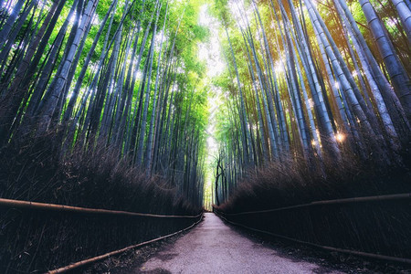 日本京都有名的亚拉什山竹林图片