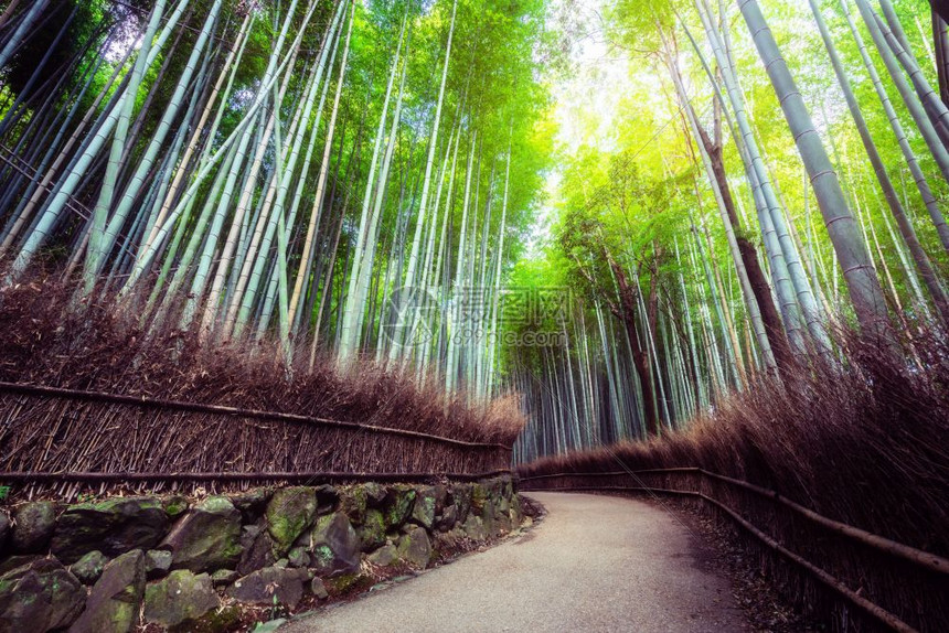 日本京都有名的亚拉什山竹林图片