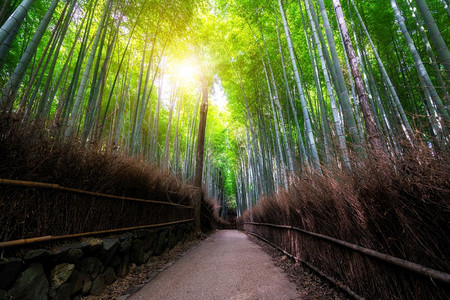 竹林背景背景 竹林背景摄影图片 竹林背景壁纸 摄图网