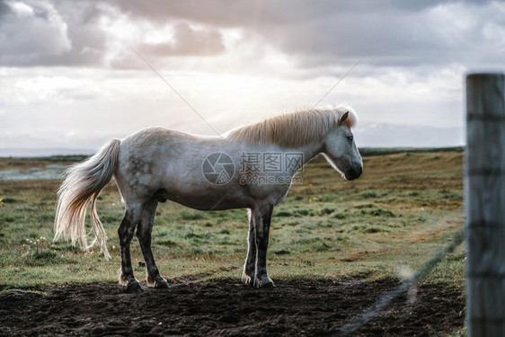 在草原上生活的动物马图片