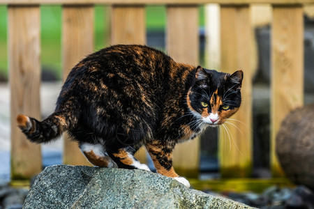 站在石头上黑棕色花纹的猫图片